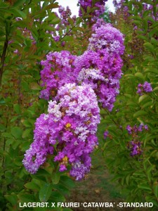 Lagerstroemia indica x fauriei 'Catawba' - blossom